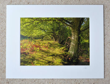 Glades Edge, Deep in The New Forest, A4 print with 16" x 12" mount. £20
