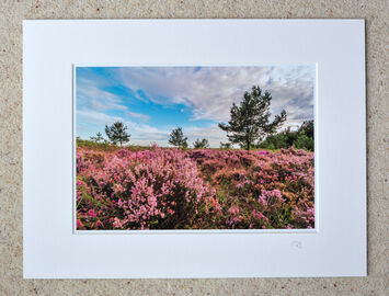 New Forest Heather, A4 print with 16" x 12" mount. £20
