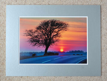 Deadman Tree, A4 print with 16" x 12" mount. £20