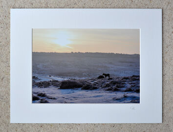January Morning, Ashley Walk, New Forest, A4 print with 16" x 12" mount. £15