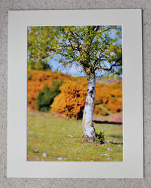 Silver Birch, miniaturised, A3 print with 20" x 16" mount. £20