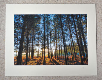 Through The Trees, Turf Hill, A3 print with 20" x 16" mount. £28