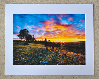 Sunset Ponies, A3 print with 20" x 16" mount. £28
