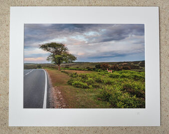 Deer at Deadman Corner, A3 print with 20" x 16" mount. £28