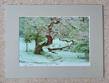 Snow at Bramble Hill, A4 print with 16" x 12" mount. £20