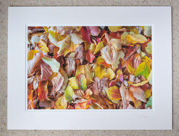 Fallen Autumn Leaves, A3+ with 24" x 18" mount, fine art paper Limited Edition. £40