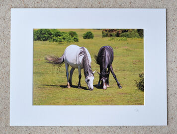 Harmony, A4 print with 16" x 12" mount. £20