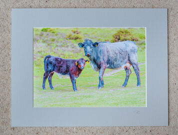 Cows at Ditchend Bottom, A4 print with 16" x 12" mount. £20