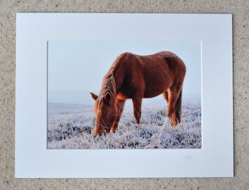 One Sock Pony, A4 print with 16" x 12" mount. £15