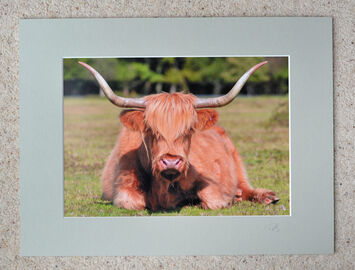 New Forest, Highland Cow, A4 print with 16" x 12" mount. £20