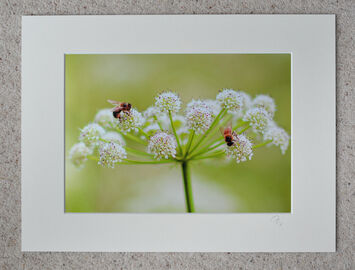 Busy Bees on Water Hemlock, A4 print with 16" x 12" mount. £20