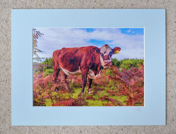 New Forest Cow in Autumn Bracken, A4 print with 16" x 12" mount. £20