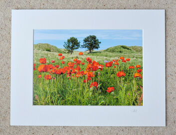 Wild Poppies, A4 print with 16" x 12" mount. £20