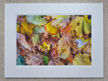 Fallen Autumn Leaves 2, A3+ with 24" x 18" mount, fine art paper Limited Edition. £40