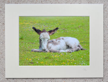 New Forest New Donkey, A4 print with 16" x 12" mount. £20