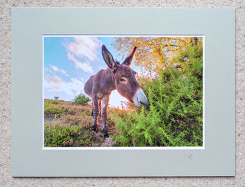 Donkey and Gorse, The New Forest, A4 print with 16" x 12" mount. £20