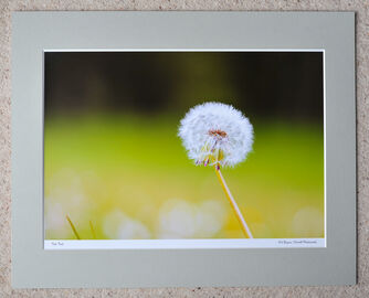 Tick Tock Dandelion, A3 print with 20" x 16" mount. £20