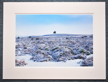 The Tree on The Hill, New Forest, A3+ with 24" x 18" mount, fine art paper Limited Edition. £40