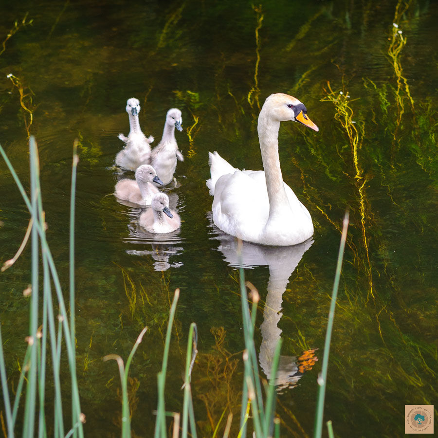 Swan with Cygnets, Hampshire Avon (12" x 12")