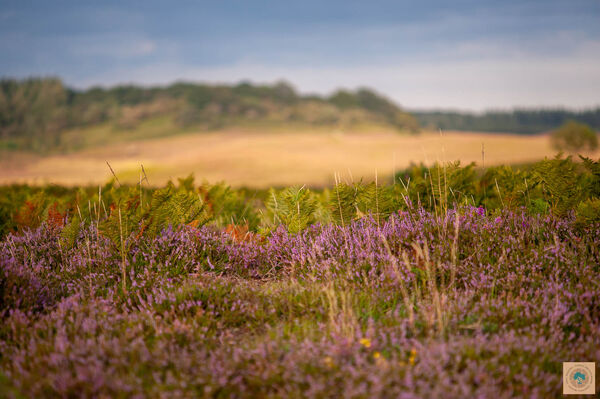 Soft Summer Heather