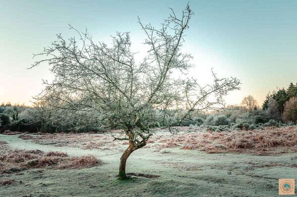 January in Linford Bottom