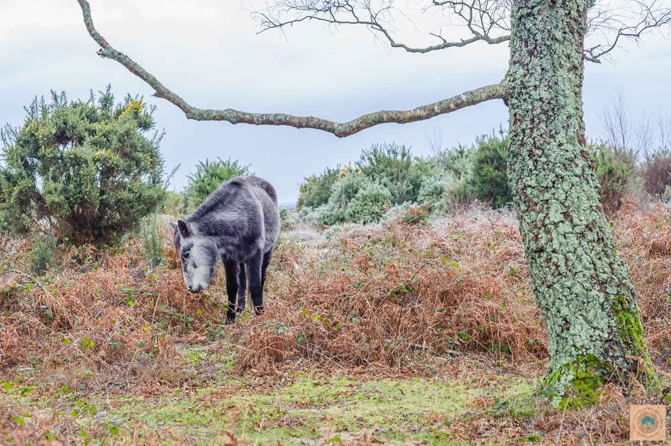Donkey at Rockford Common