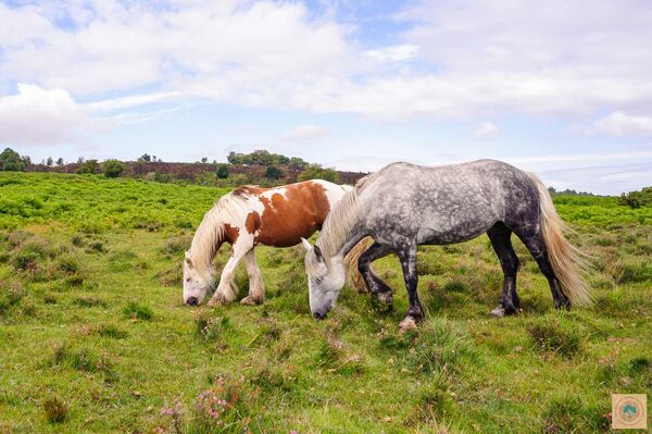Pony Mixture