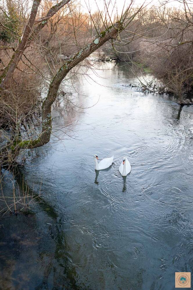 Bickton Avon Swans