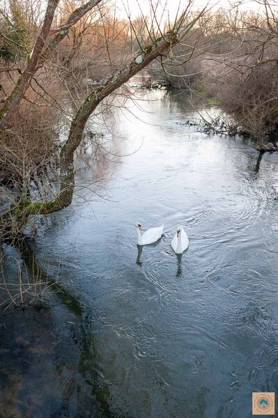 Bickton Avon Swans