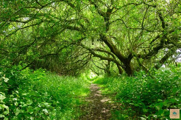 May Green