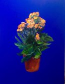 Ordinary Houseplants