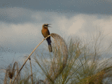 Bee eater