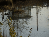 Bus shelter reflected in millpond