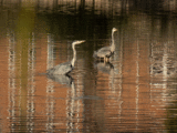 Wildlife 1 Herons
