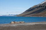Svalbard - Wildlife