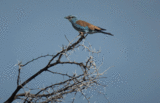 European roller