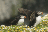 Skomer