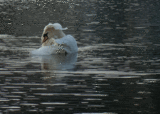 Wildlife 2 - Having a good preen