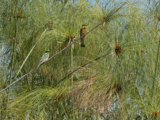 Two different bee eaters