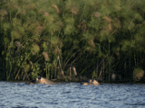 Hippos bobbing about