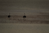 Impressions of Namibia - Animals and birds