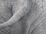Elephants skin