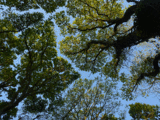 Spring 1 - trees bursting into life