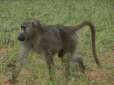 Baboon