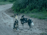 Wild Dogs