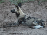 Wild Dog 2
