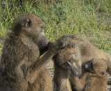 Grooming session