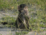Baby baboon