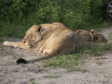 Lioness and her cub