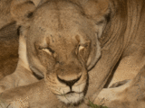 Snoozing lioness